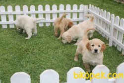 GOLDEN RETRIEVER YAVRULARI 2