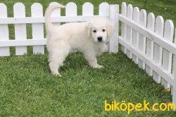 GOLDEN RETRIEVER YAVRULARI 3