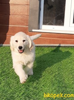 GOLDEN RETRIEVER YAVRULARI 3