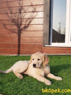GOLDEN RETRIEVER YAVRULARI 4