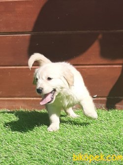 GOLDEN RETRIEVER YAVRULARI 5