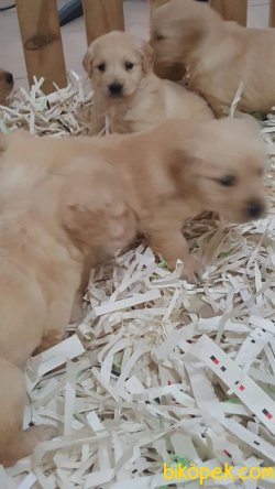 GOLDEN RETRIEVER YAVRULARI 5