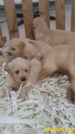 GOLDEN RETRIEVER YAVRULARI 2