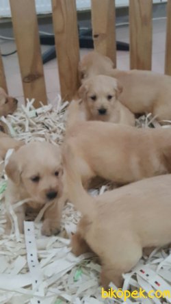 GOLDEN RETRIEVER YAVRULARI 3