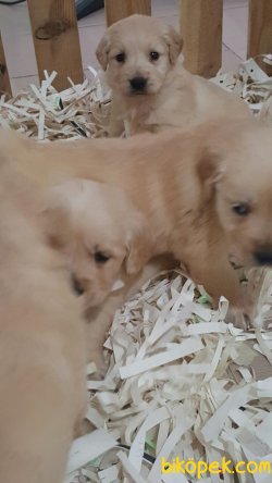 GOLDEN RETRIEVER YAVRULARI 4
