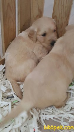 GOLDEN RETRIEVER YAVRULARI 1