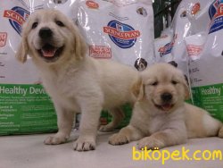 GOLDEN RETRIEVER YAVRULARI 3