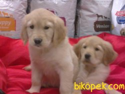 GOLDEN RETRIEVER YAVRULARI 1