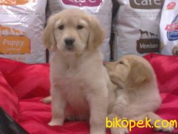 GOLDEN RETRIEVER YAVRULARI 4
