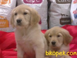 GOLDEN RETRIEVER YAVRULARI 2
