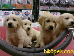 GOLDEN RETRIEVER YAVRULARI 2