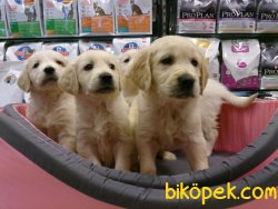 GOLDEN RETRIEVER YAVRULARI 3