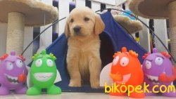 GOLDEN RETRIEVER YAVRULARI 1