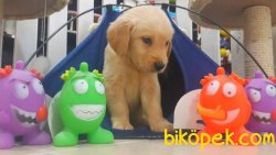 GOLDEN RETRIEVER YAVRULARI 3