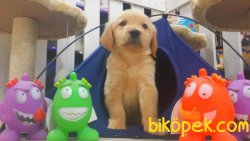 GOLDEN RETRIEVER YAVRULARI 2
