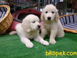 GOLDEN RETRIEVER YAVRULARI 2
