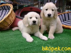 GOLDEN RETRIEVER YAVRULARI 1