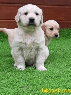 GOLDEN RETRIEVER YAVRULARI 1