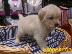 GOLDEN RETRIEVER YAVRULARI 4