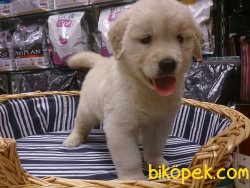 GOLDEN RETRIEVER YAVRULARI 3