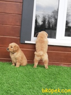 GOLDEN RETRIEVER YAVRULARI 1