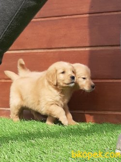 GOLDEN RETRIEVER YAVRULARI 5