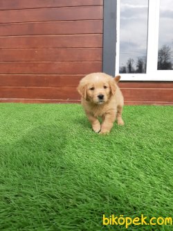 GOLDEN RETRIEVER YAVRULARI 3