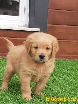 GOLDEN RETRIEVER YAVRULARI 2