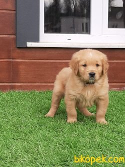 GOLDEN RETRIEVER YAVRULARI 4