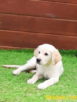 GOLDEN RETRIEVER YAVRULARI 5