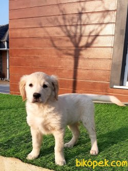 GOLDEN RETRIEVER YAVRULARI 3