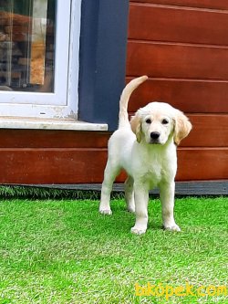 GOLDEN RETRIEVER YAVRULARI 4