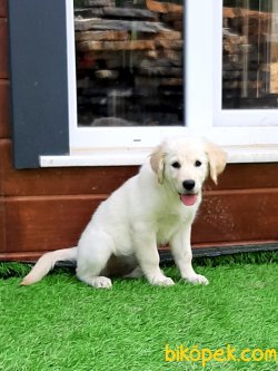 GOLDEN RETRIEVER YAVRULARI 2