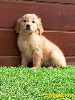 GOLDEN RETRIEVER YAVRULARI 3