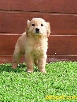 GOLDEN RETRIEVER YAVRULARI 4