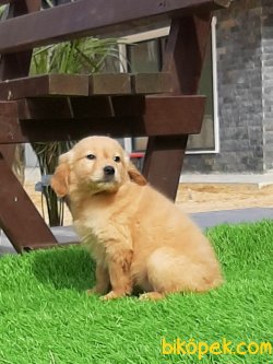 GOLDEN RETRIEVER YAVRULARI 2