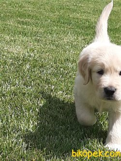 GOLDEN RETRIEVER YAVRULARI 4