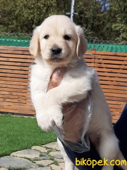 GOLDEN RETRIEVER YAVRULARI 1