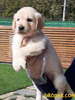 GOLDEN RETRIEVER YAVRULARI 4