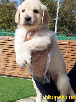 GOLDEN RETRIEVER YAVRULARI 5