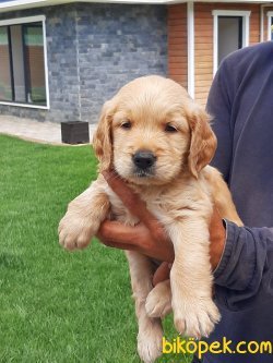 GOLDEN RETRIEVER YAVRULARI 3