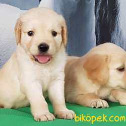 GOLDEN RETRİEVER YAVRULARI 4