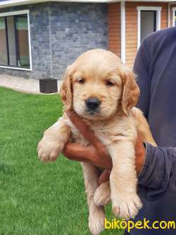 GOLDEN RETRIEVER YAVRULARI 1