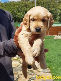 GOLDEN RETRIEVER YAVRULARI 5