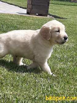 GOLDEN RETRIEVER YAVRULARI 2