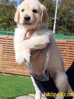 GOLDEN RETRIEVER YAVRULARI 4