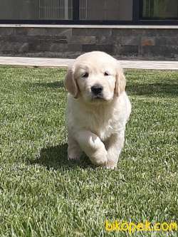 GOLDEN RETRIEVER YAVRULARI 5