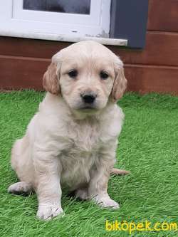 GOLDEN RETRIEVER YAVRULARI 1