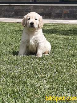 GOLDEN RETRIEVER YAVRULARI 4