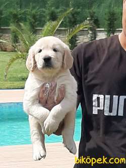GOLDEN RETRIEVER YAVRULARI 2